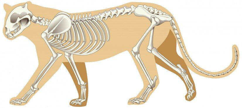 Anatomía Veterinaria