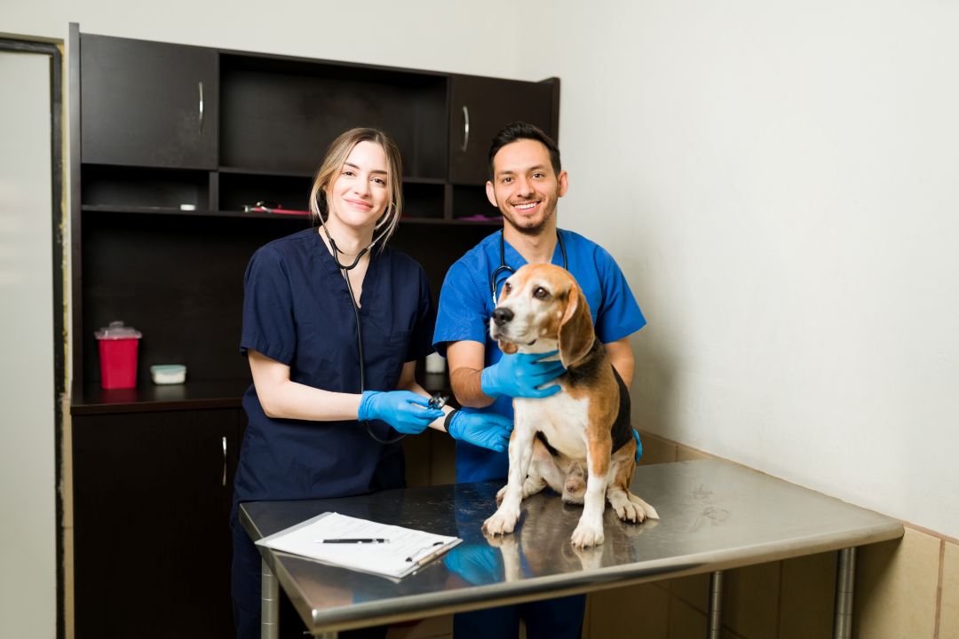 Asistente Veterinario